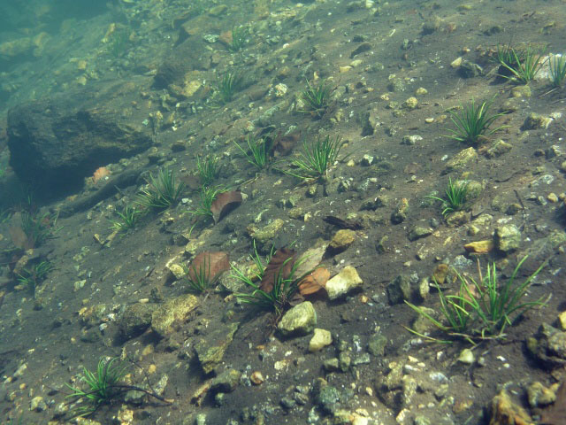 Šídlataka jezerní (Isöetes lacustris)