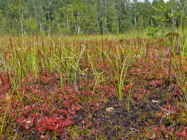 Rašeliniště s porosty masožravé rosnatky okrouhlolisté