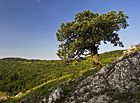 Dub šípák je charakteristickou dřevinou stepních lokalit a stal se symbolem chráněné krajinné oblasti Pálava.

