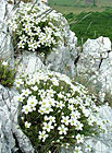 Velmi vzácná rostlina, která se v České republice vyskytuje pouze v oblasti Pavlovských vrchů.

