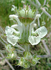 Áron východní (Arum cylindraceum).