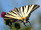 S tímto nádherným a vzácným motýlem se lze na Pálavě setkat od konce března do začátku června. Vyskytuje se pouze v místech, kde roste jeho hostitelská rostlina, podražec křovištní. Pestrokřídlec žije v České republice pouze na jižní Moravě.

