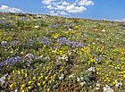 Pálavské skalní stepi představují unikátní biotop s vysokou koncentrací teplomilných rostlin a živočichů.

