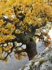 Symbolem Pálavy se stal atraktivní strom dub šípák. Tato dřevina s oblibou roste na výslunných stráních, mělkých a kamenitých půdách nejteplejších oblastí České republiky, s centrem výskytu právě zde, na Pálavě.

