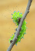 Ploskoroh pestrý (Libelloides macaronius) | Pálava.