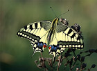 S tímto nádherným a vzácným motýlem se lze na Pálavě setkat od konce března do začátku června. Vyskytuje se pouze v místech, kde roste jeho hostitelská rostlina, podražec křovištní. Pestrokřídlec žije v České republice pouze na jižní Moravě.

