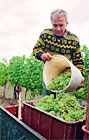 Pálava patří k nejproslulejším vinařským oblastem České republiky.

