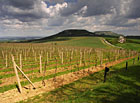 Pohled na Pálavské kopce a vinohrady od Turoldu.