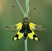 Největší evropský noční motýl (rozpětí křídel až 15 cm) létá na Pálavě od začátku května do začátku června. Zdržuje se především v ovocných sadech a na skalních stepích. Martináč hrušňový se v ČR vyskytuje převážně jen na jižní Moravě a v Polabí.

