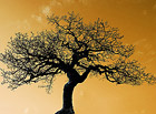 Ve znaku Pálavy je vyobrazen atraktivní strom dub šípák. Tato dřevina s oblibou roste na výslunných stráních, mělkých a kamenitých půdách nejteplejších oblastí České republiky, s centrem výskytu právě zde, na Pálavě.

