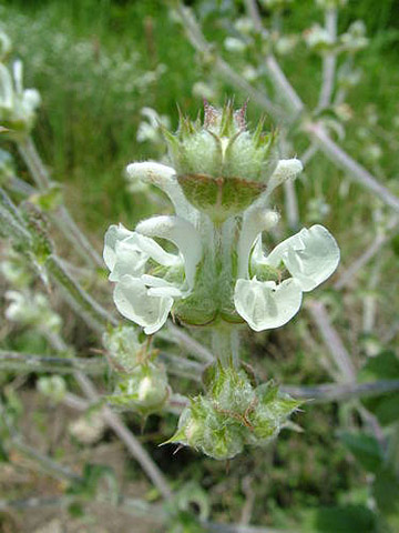 Šalvěj etiopská (Salvia aethiopis)
