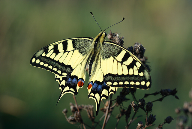 Otakárek fenyklový (Papilio machaon) | Pálava