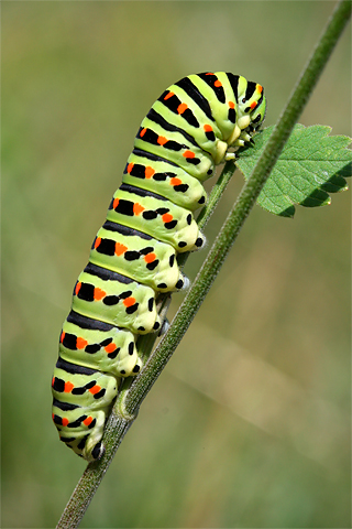 Otakárek fenyklový (Papilio machaon) – housenka | Pálava