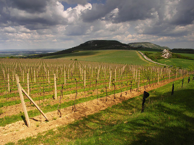 Pohled na Pálavské kopce a vinohrady od Turoldu