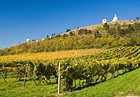 Pálava je nejproslulejší vinařskou oblastí v České republice.


