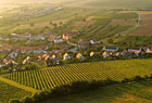 Pálava je nejproslulejší vinařskou oblastí v České republice.

