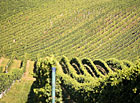 Vinná réva na viniční trati ve Velkých Bílovicích.
