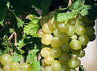 Vinná réva na viniční trati ve Velkých Bílovicích.