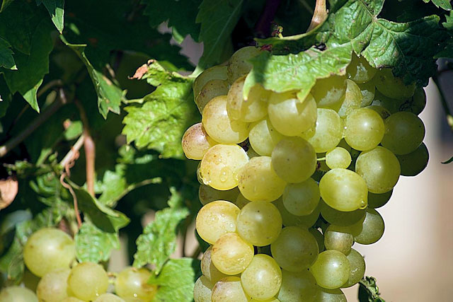 Vinná réva na viniční trati ve Velkých Bílovicích