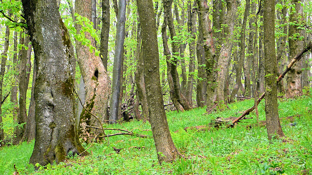 Prales na svahu Velké Javořiny | Bílé Karpaty