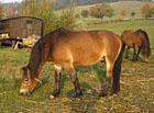 Pastvina s koňmi u penzionu Selské stavení.