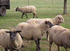 Ovce na pastvině u penzionu Selské stavení.