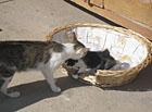Kočičky ve dvoře penzionu Selské stavení.