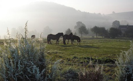 Pastvina s koňmi u penzionu Selské stavení