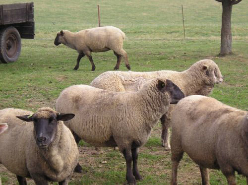Ovce na pastvině u penzionu Selské stavení