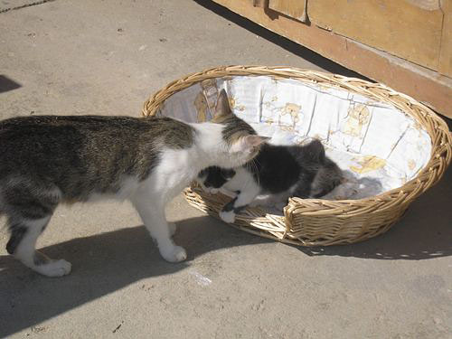 Kočičky ve dvoře penzionu Selské stavení