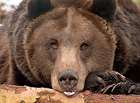 Medvěd hnědý | Podkrušnohorský zoopark Chomutov.