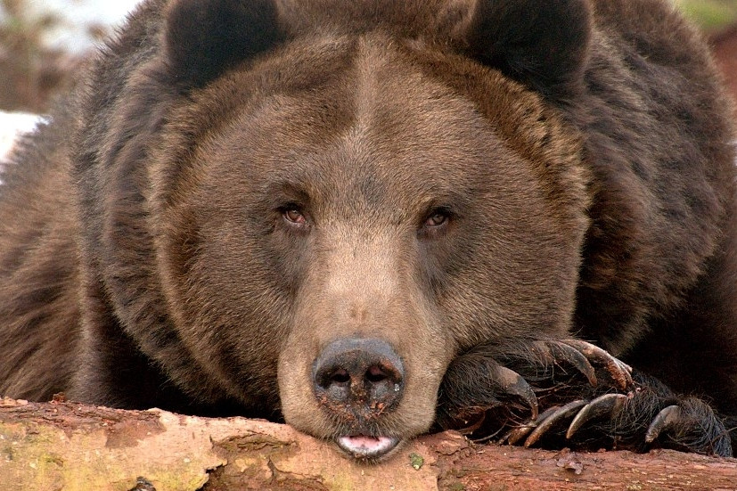 Medvěd hnědý | Podkrušnohorský zoopark Chomutov