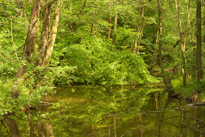 Pohansko u Břeclavi – lužní les | obora Soutok