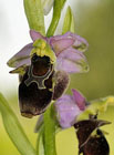 Střevíčník pantoflíček je považován za jednu z našich nejpůsobivějších orchidejí. Ohrožený a chráněný druh!

