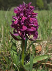 V České republice značně ubývající orchidej. V národní přírodní rezervaci Porážky však zatím ještě tvoří poměrně silnou populaci. Chráněný druh!

