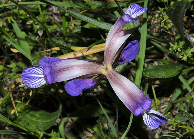 Kosatec trávolistý (Iris graminea)