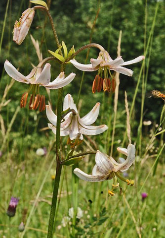 Lilie zlatohlavá (Lilium martagon) - bílá forma