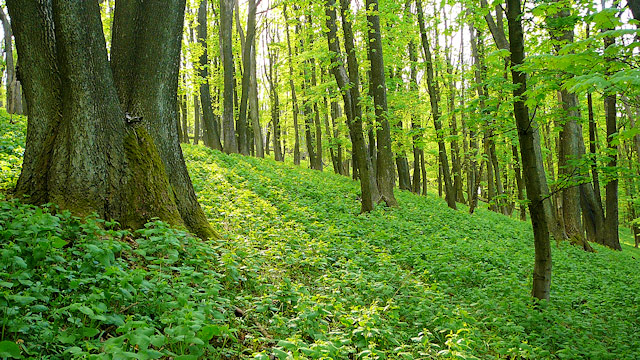 Prales na svahu vrchu Jelenec | Bílé Karpaty