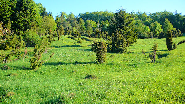 Přírodní rezervace Jalovcová stráň | Bílé Karpaty