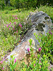 Opuková stráň se vzácnou teplomilnou květenou. Výrazné růžovo-fialové květy na snímku jsou černýš rolní (Melampyrum arvense) – ohrožený druh.

