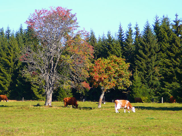 Pastvina na Bučině, Šumava