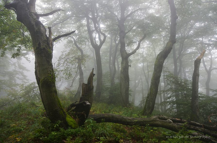 Bukový prales na Radhošti | Beskydy