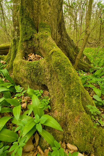 Lužní prales Ranšpurk, národní přírodní rezervace | Pohansko