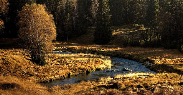 Roklanský potok - slatě při cestě z Modravy na Polední horu