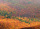 Pohled na podzimní lesy z rozhledny Jelenec | Bílé Karpaty.