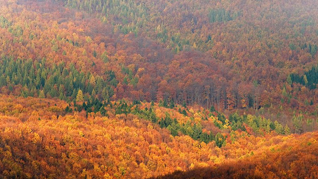 Pohled na podzimní lesy z rozhledny Jelenec | Bílé Karpaty