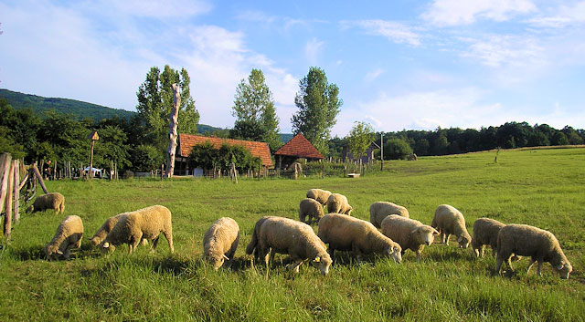 Salaš Travičná – ovčín | Bílé Karpaty