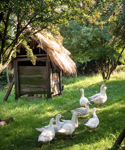 Husy domácí na salaši Travičná | Bílé Karpaty