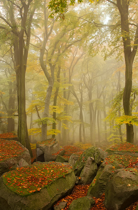 Podzimní bukový les na Salesiově výšině u Oseka