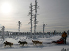 Nejznámější a nejdelší závod psích spřežení v ČR a jeden z nejobtížnějších závodů v Evropě; trasa měří 222 km. Každoročně se koná koncem ledna v Orlických horách.

